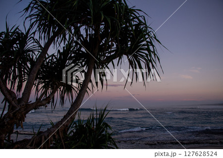 Sea Pandan Tree Silhouetted on the Beach at Purplish Dusk Sea Pandan Tree Silhouetted on the Beach at Purplish Dusk 127628524