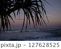 Cropping Leaves of Sea Pandan Tree Silhouetted on the Beach at Purplish Dusk 127628525