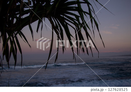 Cropping Leaves of Sea Pandan Tree Silhouetted on the Beach at Purplish Dusk Cropping Leaves of Sea Pandan Tree Silhouetted on the Beach at Purplish Dusk 127628525