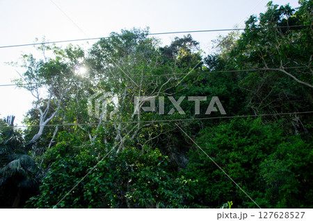 Green Tropical Trees on the Hills with Sunlight Penetrating the Leaves Green Tropical Trees on the Hills with Sunlight Penetrating the Leaves 127628527