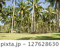 Green coconut tree field with a cow grazing in the sun. 127628630