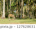 Cattle grazing peacefully amidst a vibrant palm tree forest during the day 127628631