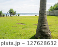 Beach View with Single Coconut Tree and Green Grass 127628632