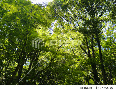 新緑の明治神宮の森、2025年5月中旬撮影 新緑の明治神宮の森、2025年5月中旬撮影 127629050
