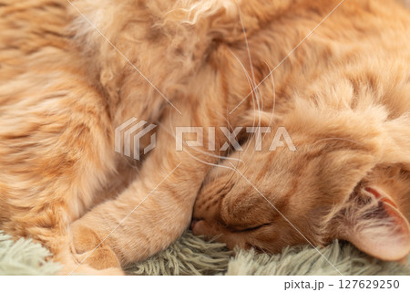 窓辺で眠る猫　茶トラ猫 127629250