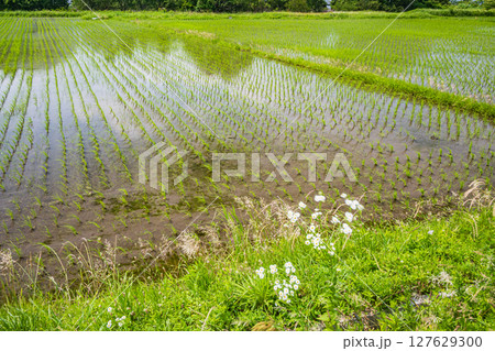 湖北地方余呉町の水田　滋賀県長浜市 127629300