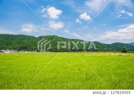 湖北地方余呉町の田園風景　滋賀県長浜市 127629305