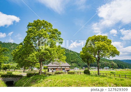 余呉湖畔の新緑の木々 滋賀県長浜市余呉町 余呉湖畔の新緑の木々 滋賀県長浜市余呉町 127629309