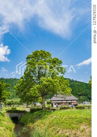 余呉湖畔の新緑の木々　滋賀県長浜市余呉町 127629310