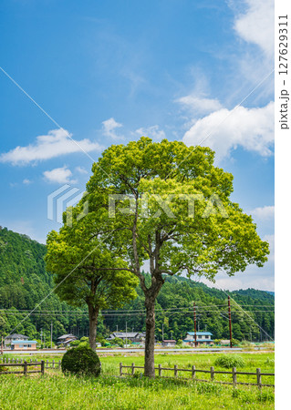 余呉湖畔の新緑の木々　滋賀県長浜市余呉町 127629311