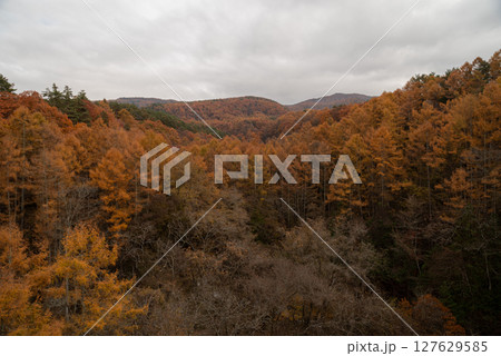 カラマツの紅葉 カラマツの紅葉 127629585