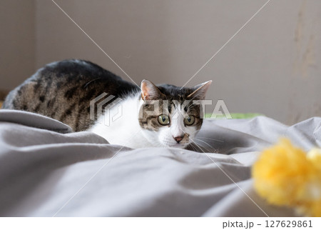 おもちゃで遊ぶ猫　キジトラ猫 127629861