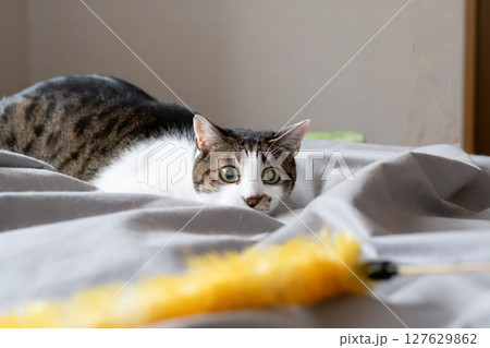 おもちゃで遊ぶ猫　キジトラ猫 127629862