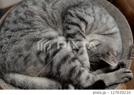 窓辺で眠る猫　サバトラ猫 127630210