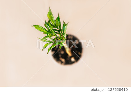Top view of young green sprout of amorphophallus konjak in pot on pastel pink background Modern minimal botanical interior setup, plant care , home decor, potted plants and gardening 127630410