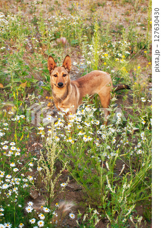 Red dog in a colorful wildflower field, surrounded by lush greenery, displaying a playful attitude and curiosity in a serene outdoor environment 127630430