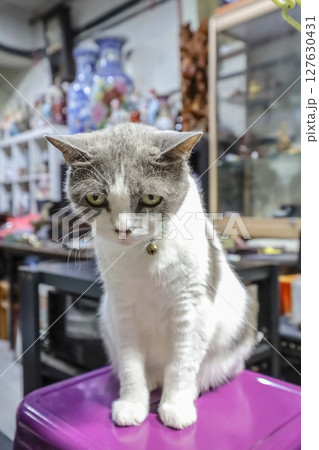 June 20 2025 Close-Up of a Calico Cat Sitting on a Surface Indoors 127630431