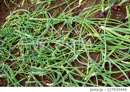 Fresh green onions lying on rich dark soil in a farm field, showcasing vibrant colors and natural textures, highlighting agricultural practices and harvest techniques Fresh green onions lying on rich dark soil in a farm field, showcasing vibrant colors and natural textures, highlighting agricultural practices and harvest techniques 127630446