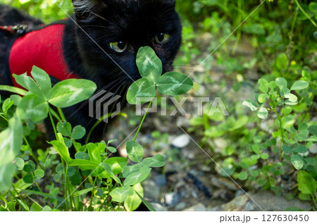 Black cat wearing red harness is exploring a lush green garden, curiously sniffing clover plant, showcasing the beauty of nature and feline curiosity 127630450