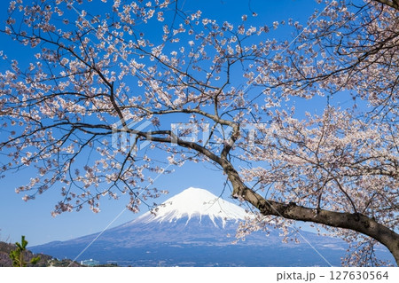富士山と桜　静岡県富士市かりがね堤にて 127630564