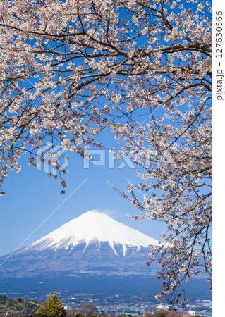 富士山と桜 静岡県富士市かりがね堤にて 富士山と桜 静岡県富士市かりがね堤にて 127630566