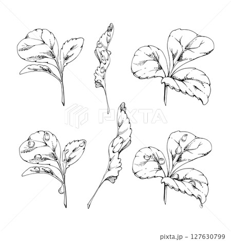 Green trefoil leaf. Flower bush tree hand drawn in vector ink, Strawberry raspberry wayfaring burnet parsley blackberry. Isolated botanical illustration. Wedding, florist shop, scrapbooking, cosmetics 127630799
