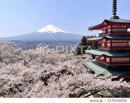 春 桜 新倉山浅間公園 スマホ撮影 春 桜 新倉山浅間公園 スマホ撮影 127630858