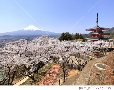 春　桜　新倉山浅間公園　スマホ撮影 127630859