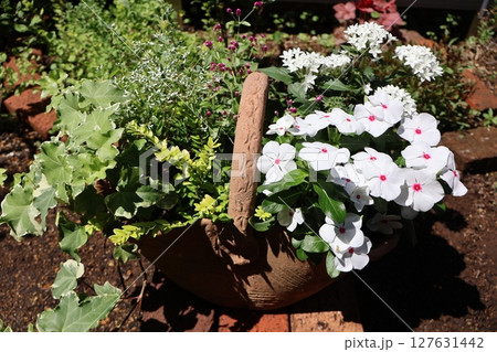 白いニチニチソウの寄せ植え 白いニチニチソウの寄せ植え 127631442
