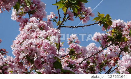 たくさんの花 127631644