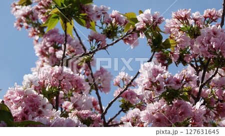 たくさんの花 たくさんの花 127631645