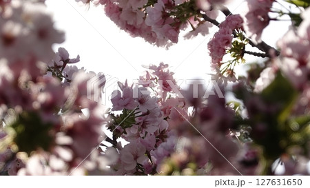 たくさんの花 127631650