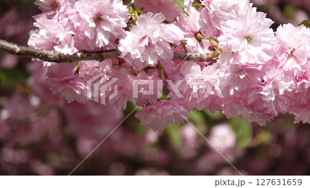 たくさんの花 たくさんの花 127631659