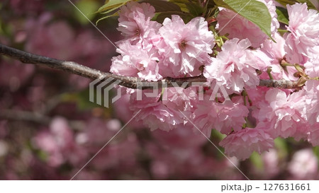 たくさんの花 127631661