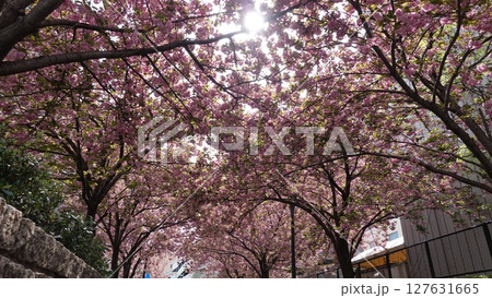 たくさんの花 127631665