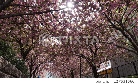 たくさんの花 127631666