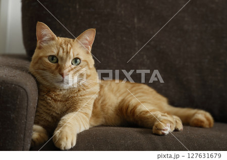 猫ちゃん親子の日常風景 猫ちゃん親子の日常風景 127631679