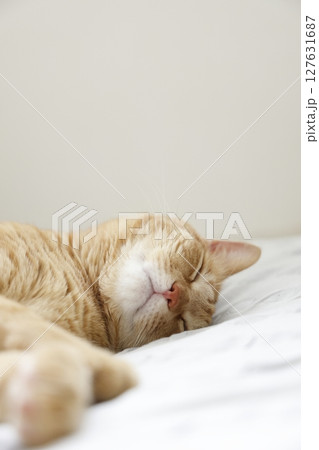 猫ちゃん親子の日常風景 猫ちゃん親子の日常風景 127631687