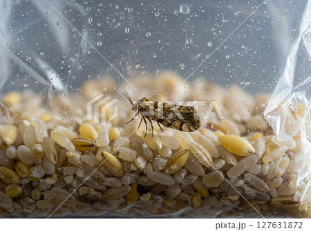 Close up of an indian meal moth infesting stored grains, highlighting food contamination and pest control issues 127631872