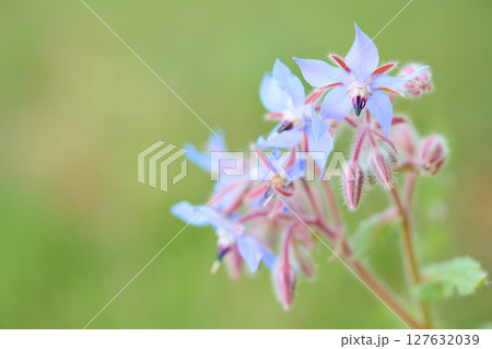 ルリジサ 127632039