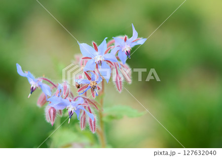 ルリジサ 127632040