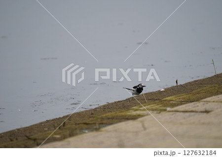 シジュウカラ シジュウカラ 127632184