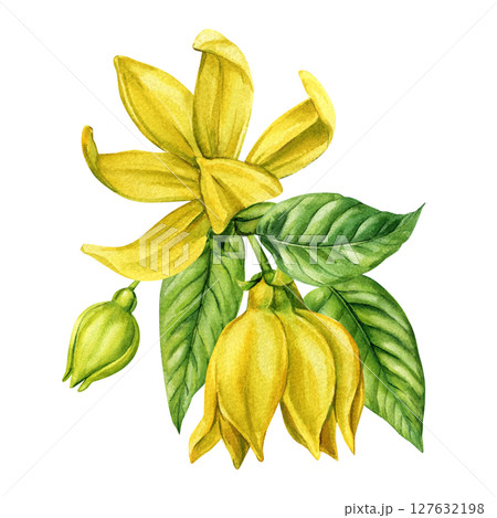 Ylang ylang flower with green buds tropical leaves watercolor botanical illustration for essential oil labels natural cosmetics Ylang ylang flower with green buds tropical leaves watercolor botanical illustration for essential oil labels natural cosmetics 127632198