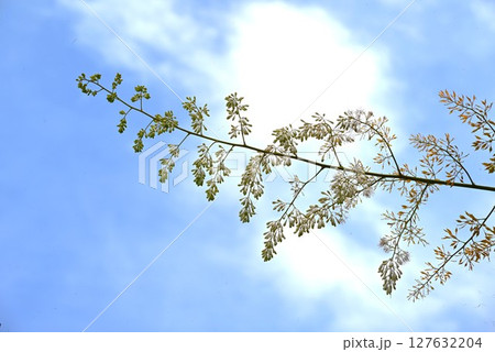 タケニグサの花・竹似草・有毒植物 タケニグサの花・竹似草・有毒植物 127632204