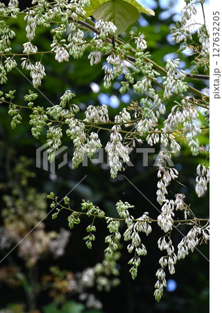タケニグサの花・竹似草・有毒植物 127632205