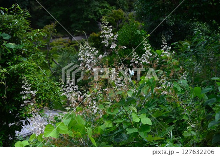 タケニグサの花・竹似草・有毒植物 127632206