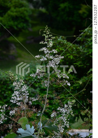タケニグサの花・竹似草・有毒植物 127632207