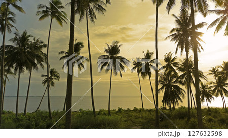 Sea and coconut palm trees at sunset 127632598