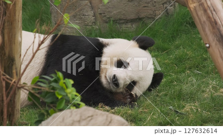 Fun giant panda bear lies down Fun giant panda bear lies down 127632614