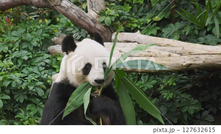 Cute giant panda bear eating bamboo 127632615